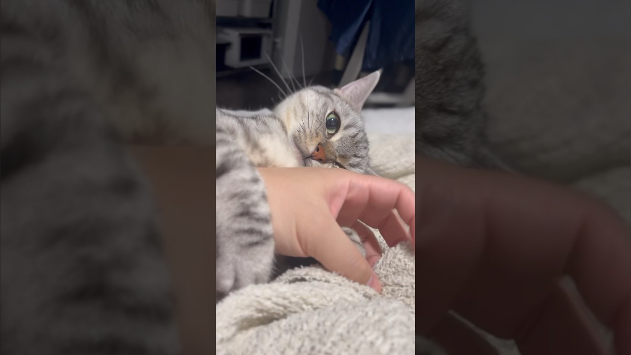 【猫動画】寝ているママにバレないようにパパとイチャつく猫#shorts