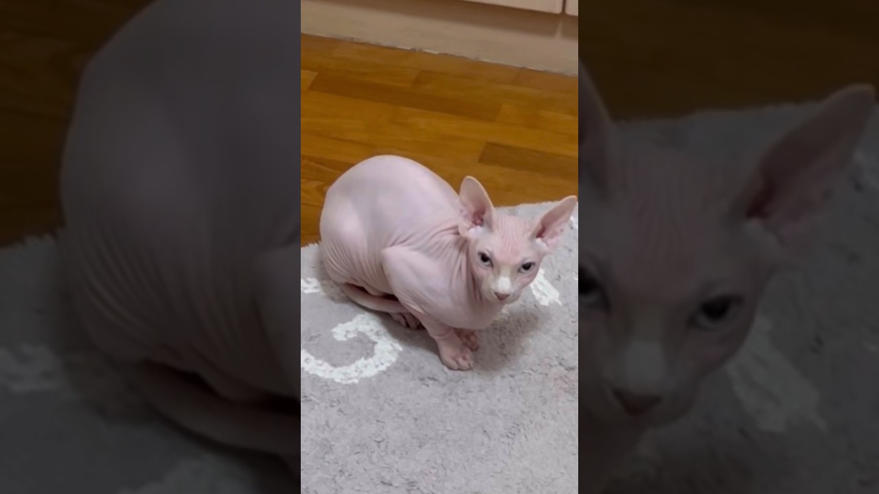 手羽先すぎる毛のない猫の肘ww【スフィンクス猫】