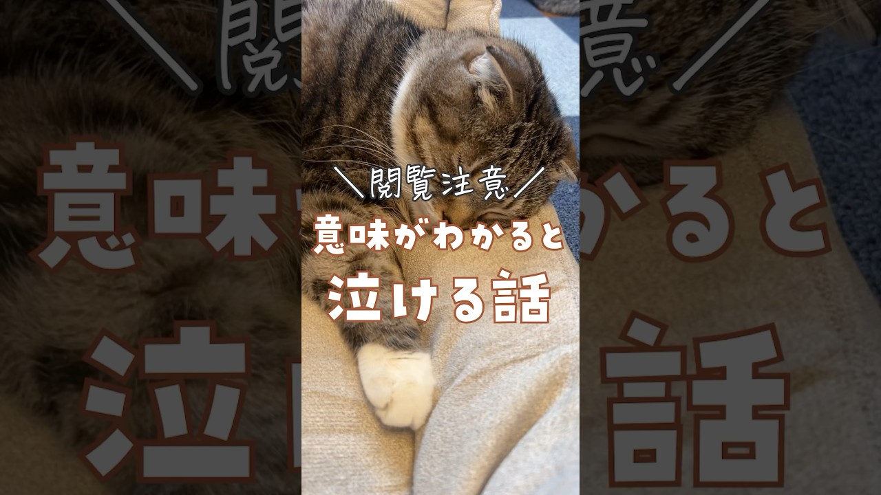【閲覧注意】意味がわかると泣ける曲･･･😭 あなたが泣いてしまう猫の曲はなんですか？  #猫 #ペットロス
