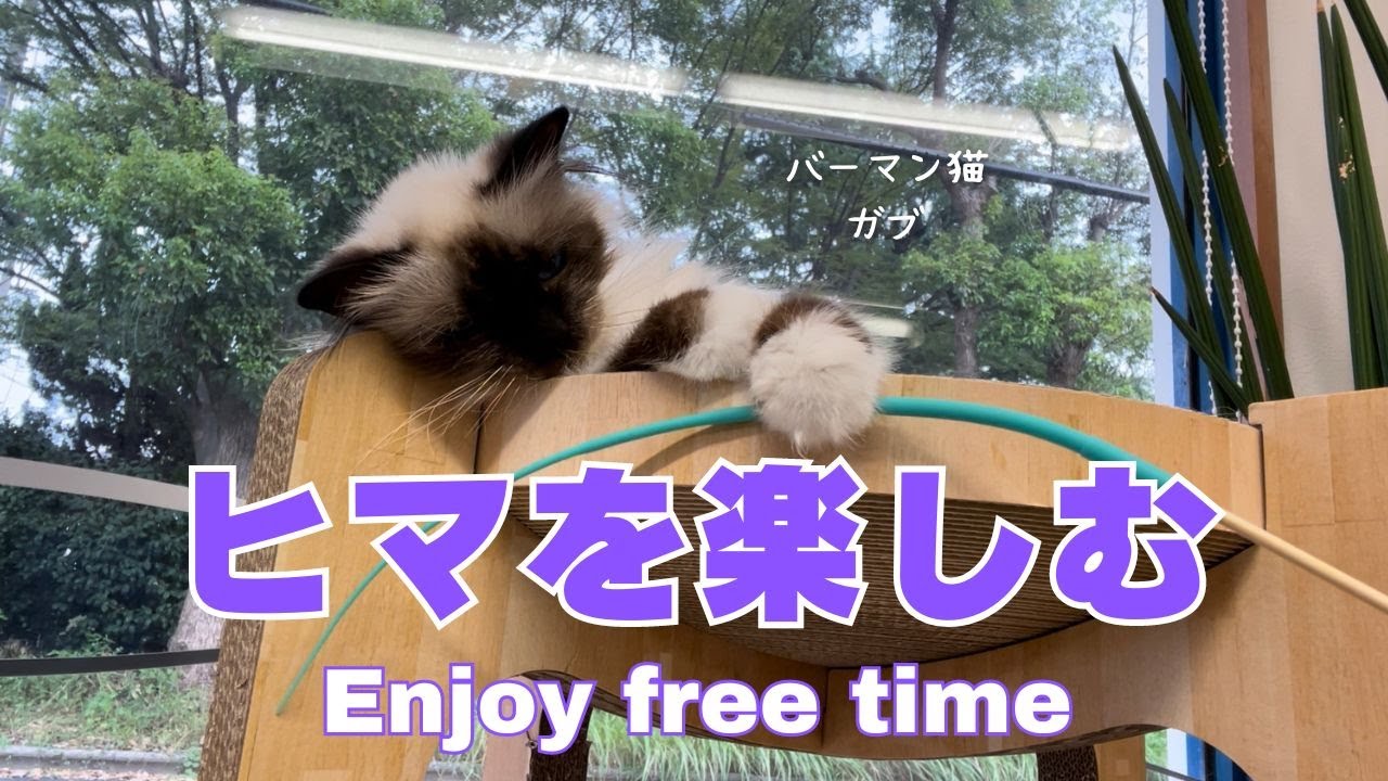 バーマン猫ガブ【ヒマを楽しむ】Enjoy free time（バーマン猫）Birman/Cat