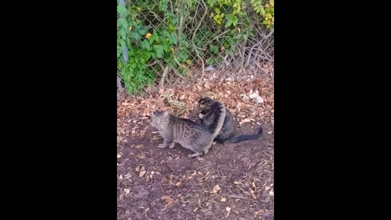 "Bengal Cats Tortie Friend" Gave Him a Slap 😲 #shorts
