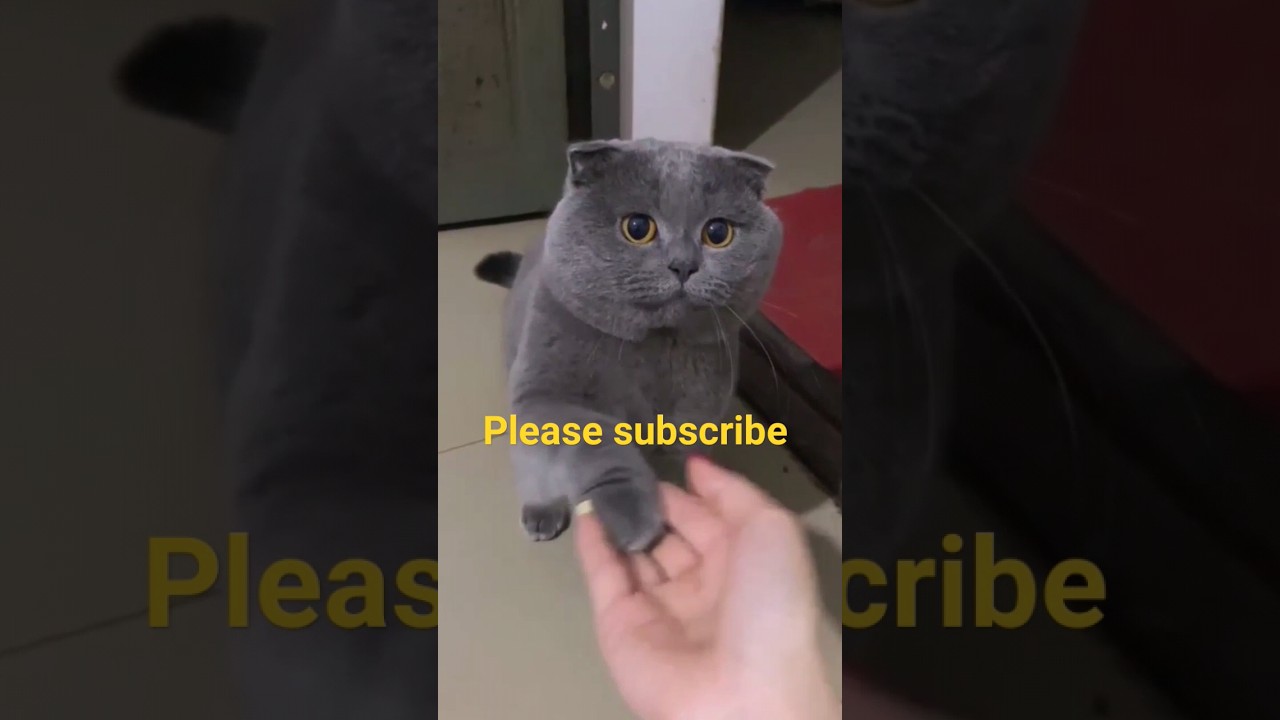 New Funny Animals 2023😂 Funny Cats And Dogs 2023 Try Not To Laugh #funnycats #peaceful #lovesong