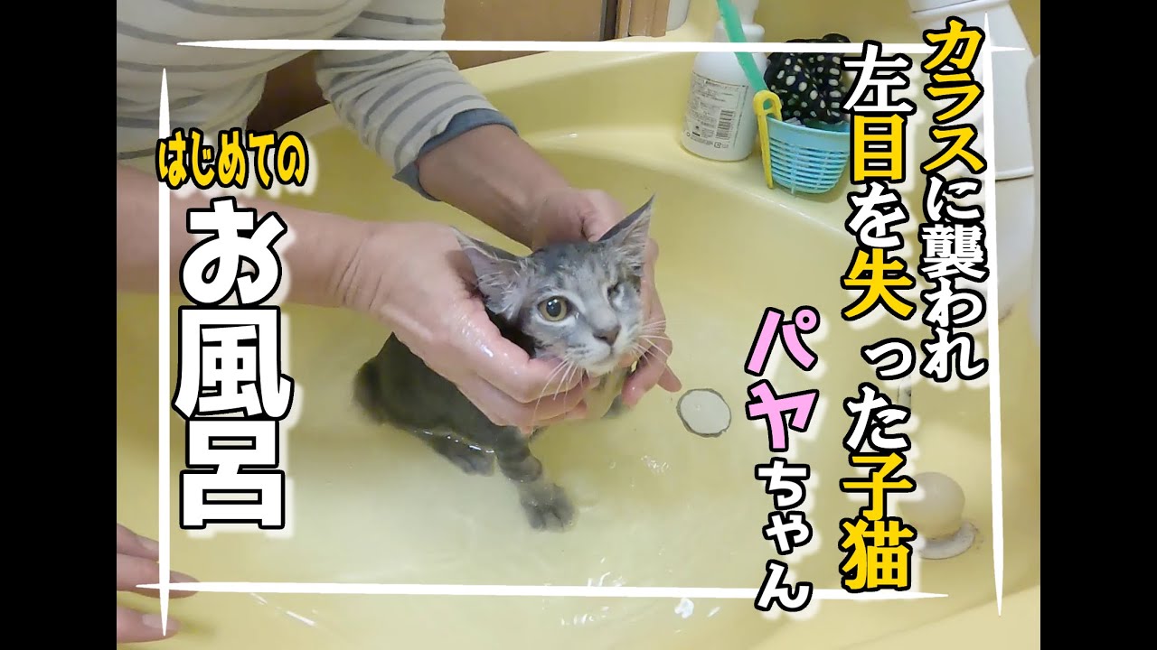 【カラスに襲われ空家に身を潜めていた子猫】パヤちゃんはじめてのお風呂！Kitten taking a bath for the first time