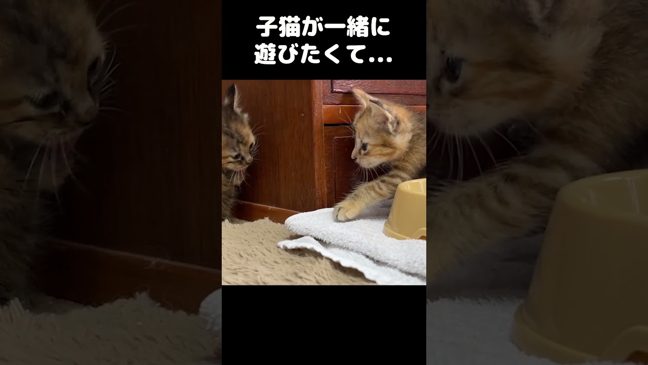 子猫同士で遊びたいと近寄ってみると思ってたのと違った…笑　#shorts