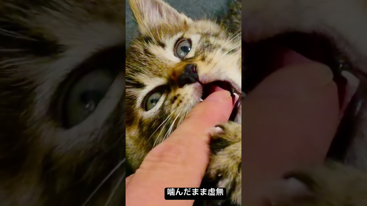 草食系子猫、噛んだまま虚無（2015年）  #cat #猫 #kitten #保護猫 #子猫 #ねこ #こねこ #animal #cute #babycat #shorts