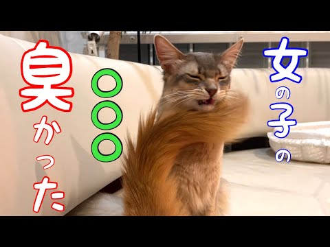 〇〇〇を嗅いだ息子の顔が酷かった❗️【ソマリ】