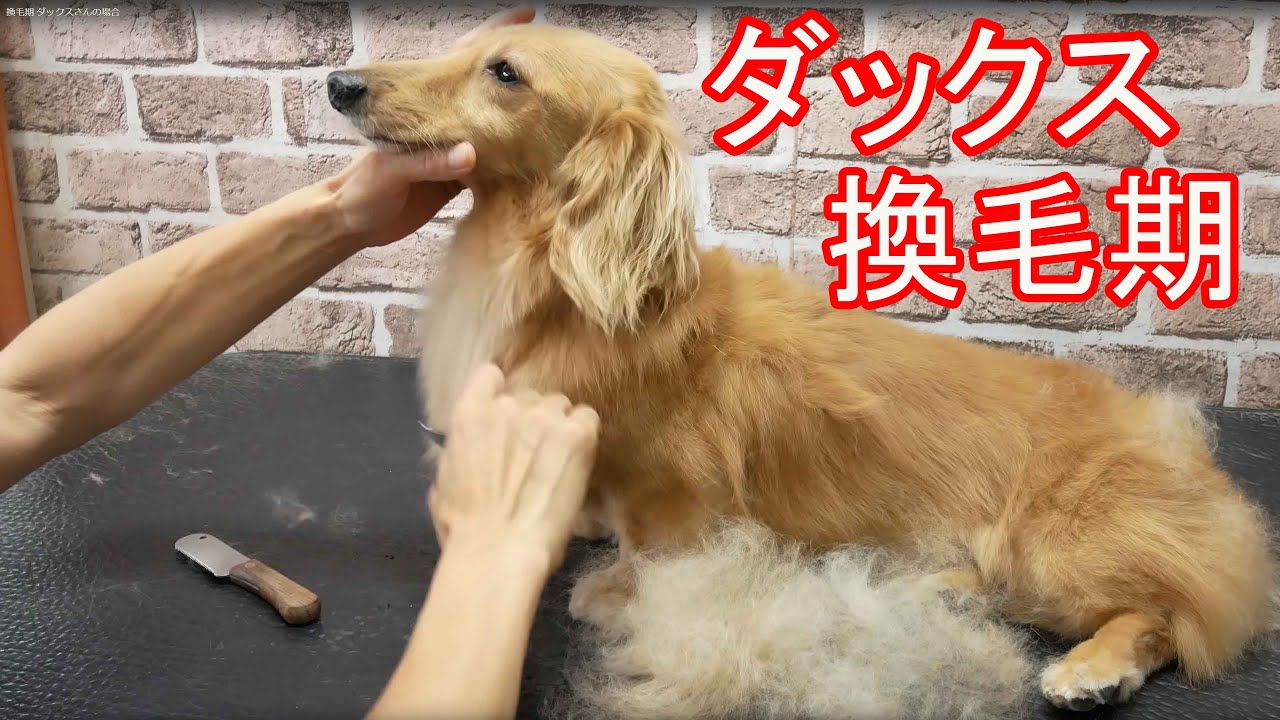 Dachshund fur removing 換毛期 ダックスさんの場合