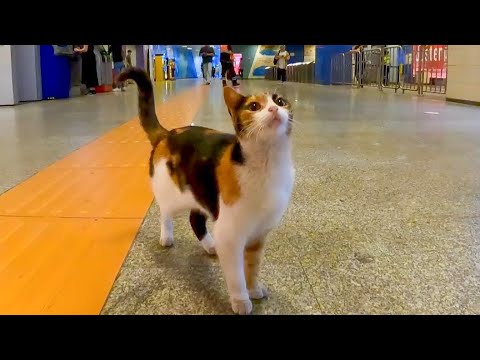 地下鉄駅の三毛猫ちゃん、売店の人や駅職員の人たちみんなに可愛がられています