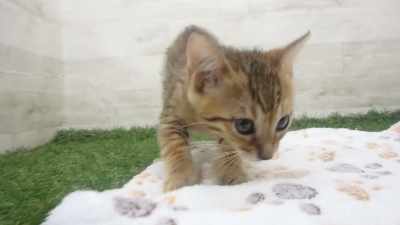 Coo&RIKU　No00650679 ベンガル