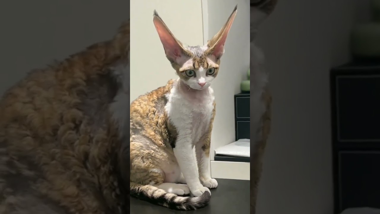 Cat with big erect ears.😺🤭😂 #cat #kitten #shorts