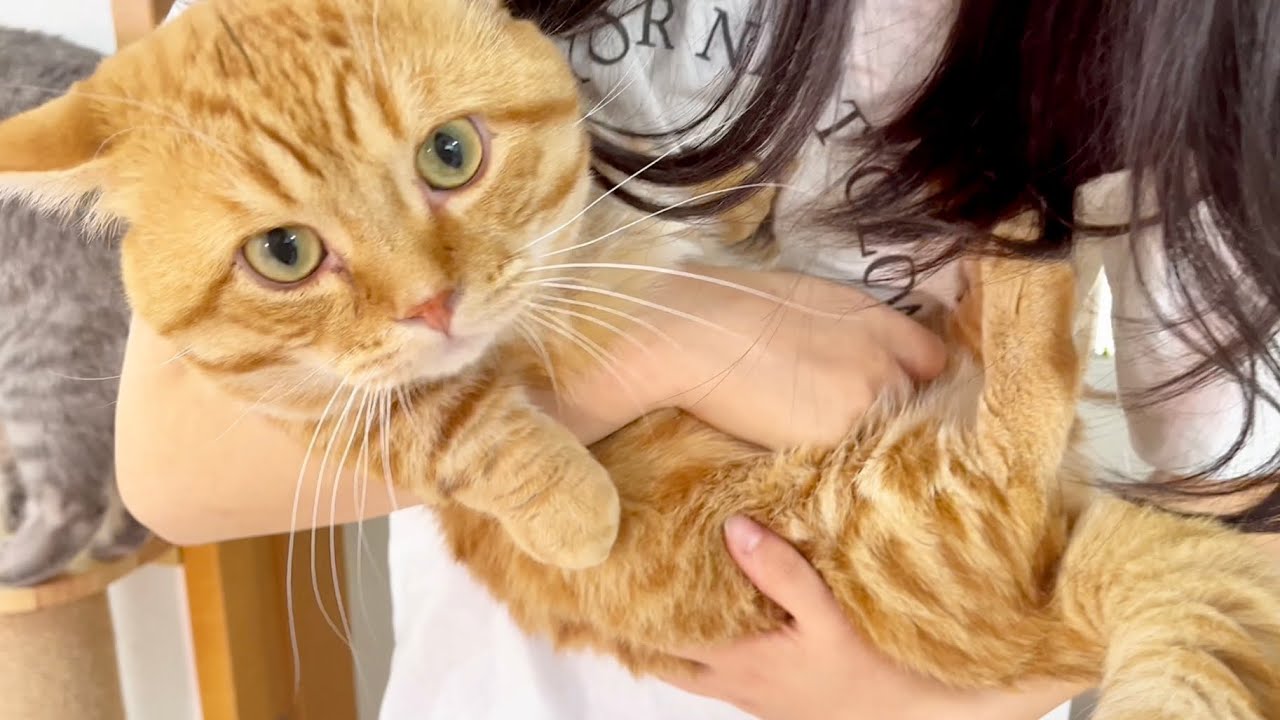 ねこもふ家、秋の体重測定会！ #猫 #マンチカン