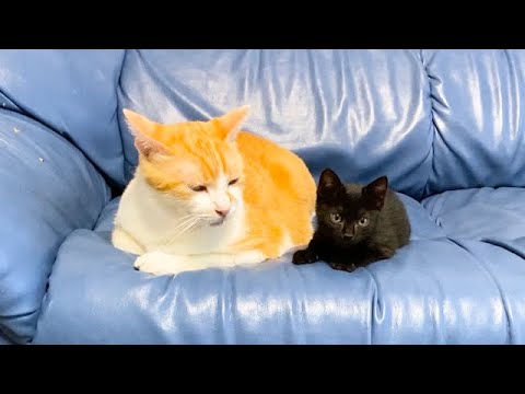 初めて接触した先住猫と保護子猫