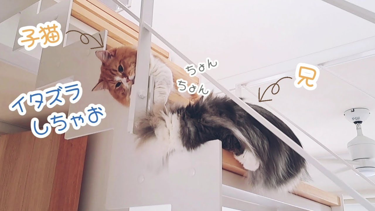 【マンチカン】去勢後の子猫が兄猫と一緒に過ごす様子がかわいい