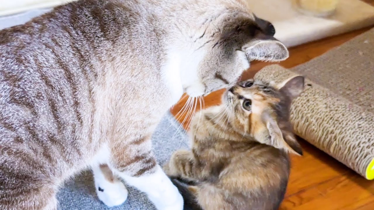 ゼロ距離で接していた先住猫に怖がりを見せなくなってきた子猫たち