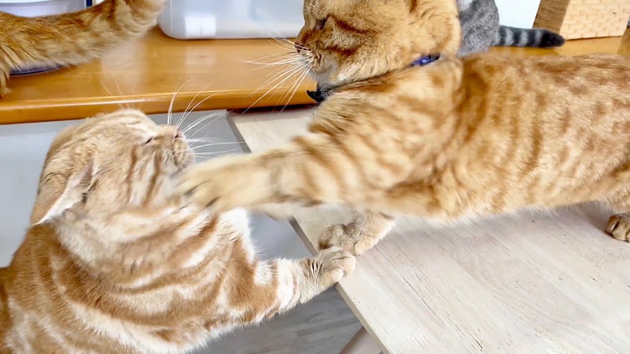 ちゃーぼーにちょっかいを出す茶々パパとすかさず止めに入るちゃびくん。そして仲裁に来たクロくんにまさかの... #猫 #マンチカン