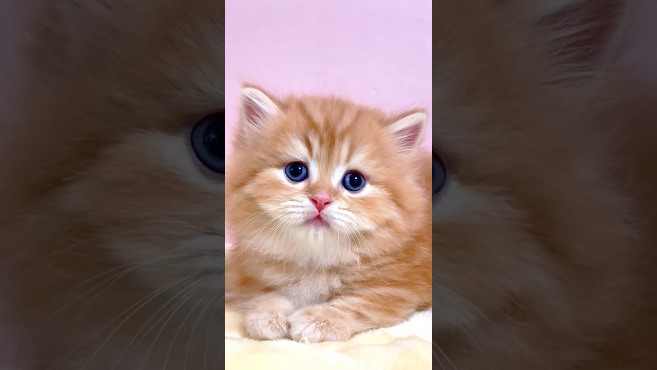 #shorts #ミヌエット #マンチカン #子猫