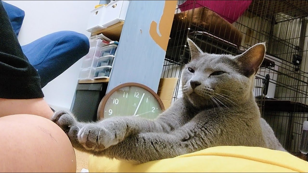 【猫動画】ご飯を貰うまで嫁の傍を離れないロシアンブルー【russianbule】Russian Blue who won't leave her owner's side