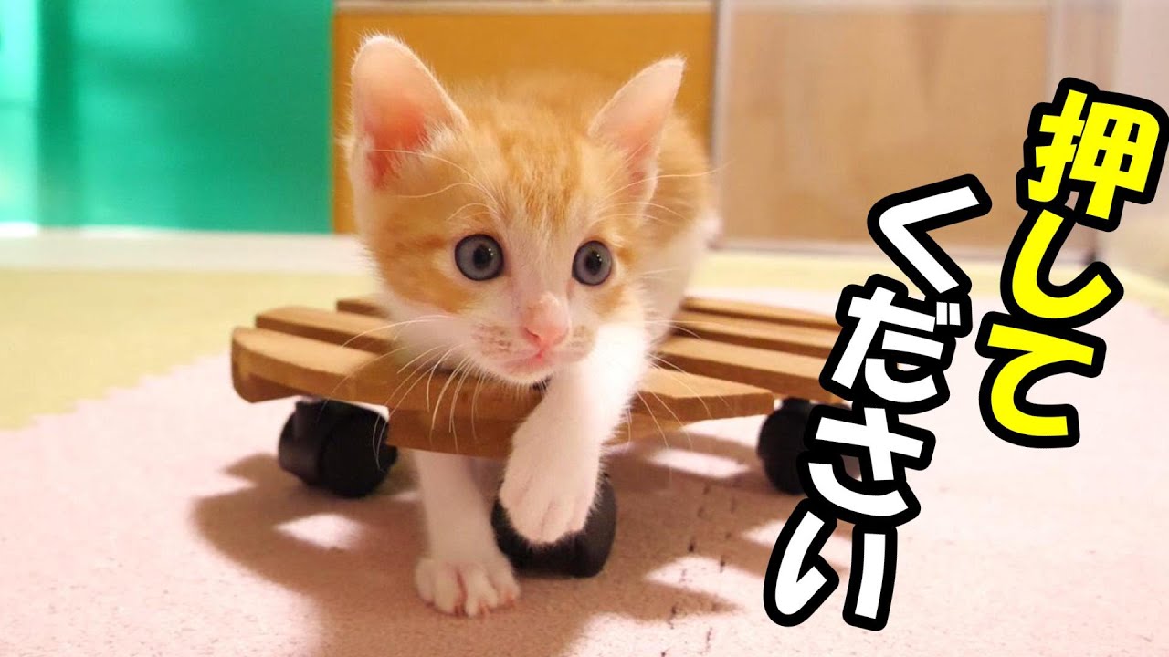 子猫が小さい台車に乗ってみた？【赤ちゃん猫　保護猫】