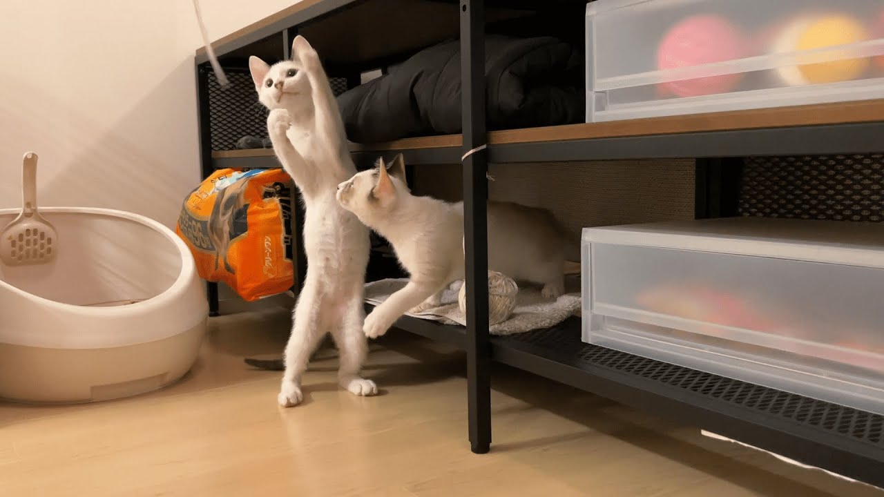 羽のおもちゃで遊ぶシャムちゃんたち。そして、猫が立った！【保護猫兄弟とカップルの日常】