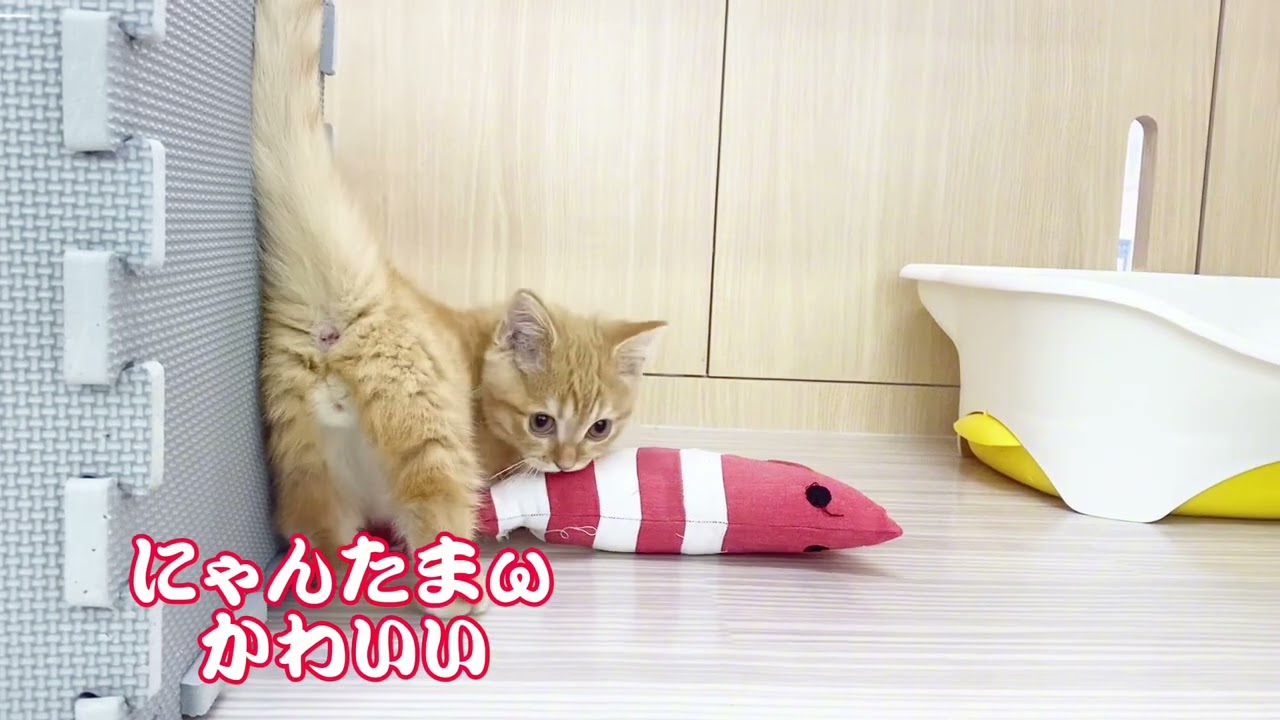 2023.10.14エビちゃんに喜ぶマンチカンちゃん！