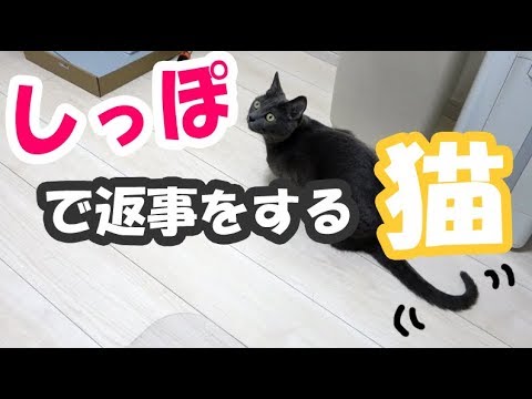 飼い主に尻尾で返事をするロシアンブルーのハムちゃん