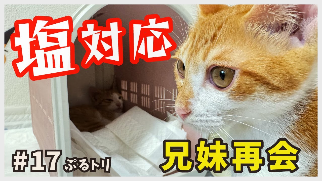 【保護 子猫】兄妹猫が数カ月ぶりに再会！特に末っ子の対応がヒドすぎます・・・。【天才にゃんと天然にゃん・ぷるトリ17】/ brown and white kitten