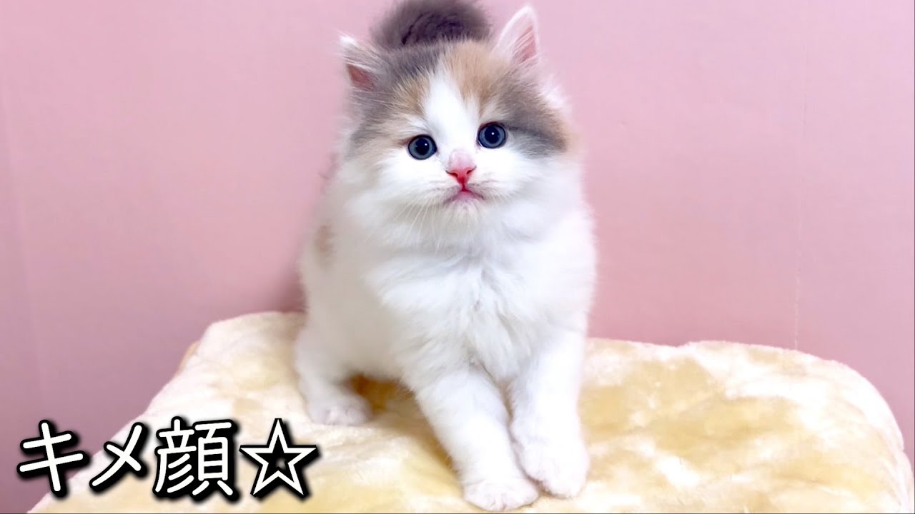 【マンチカンの子猫】子猫達のキメ顔を収めておきたいと思った件 ∼猫のいる生活Vol.819~ 出産動画 マンチカン短足・ミヌエット・ペルシャ猫専門ブリーダー『ペット蔵人』【子猫の成長記録】