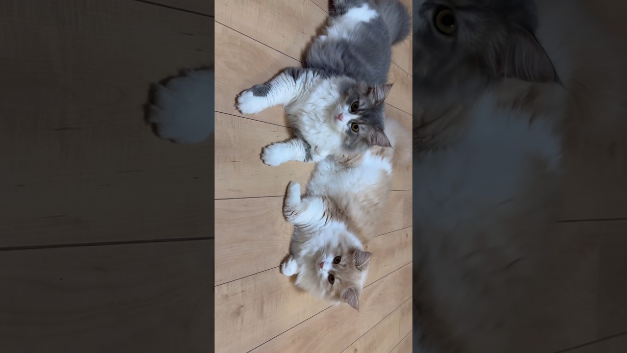 まるで色違い兄妹　もふもふの可愛い子猫　サイベリアン　#shorts