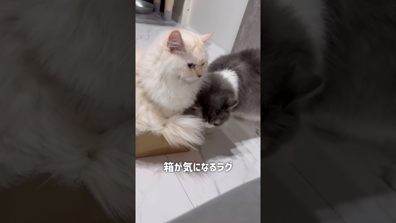 箱に入りたすぎてプロレスする猫　#shorts  #short  #猫  #ねこ