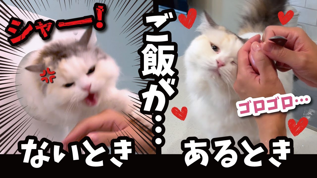 大好きなご飯がある時とない時で猫の態度が豹変しすぎてマジで困ってます【関西弁でしゃべる猫】【猫アテレコ】
