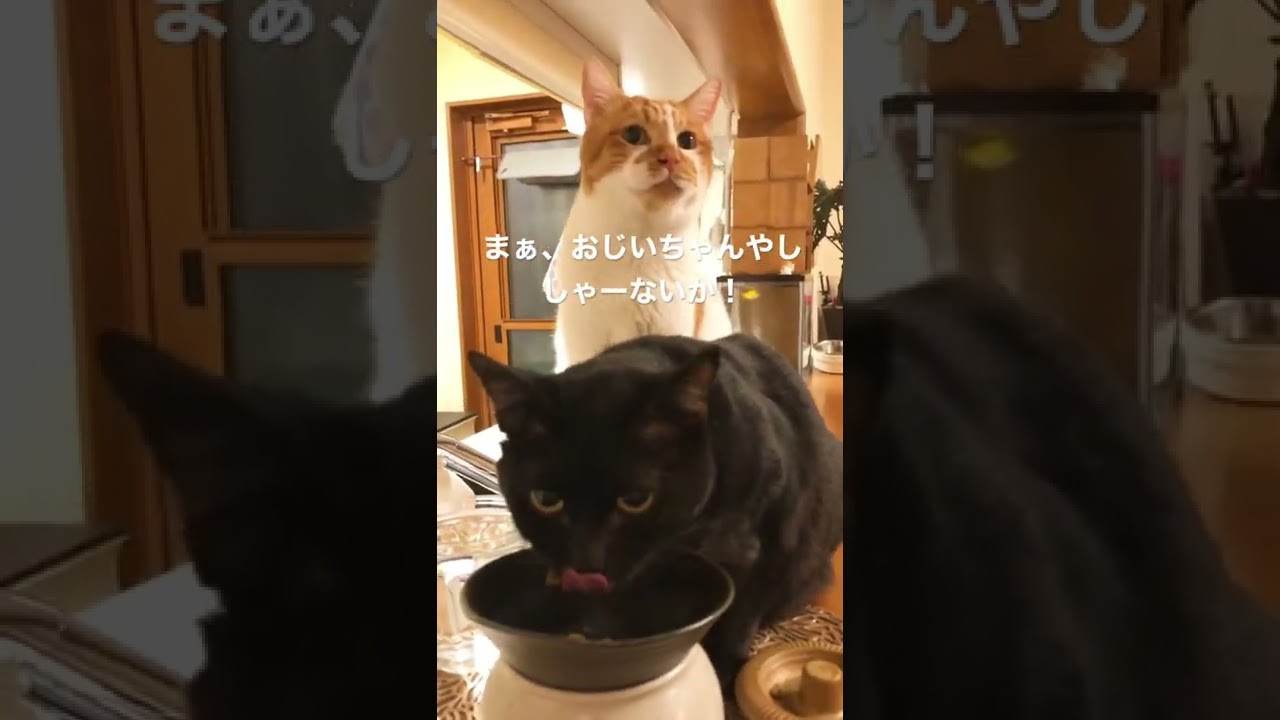 老猫にご飯を奪われた元野良ボス猫#shorts