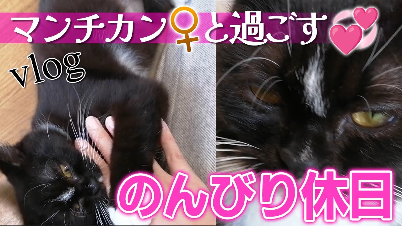 ツンデレなマンチカン（メス）【タキシード猫】