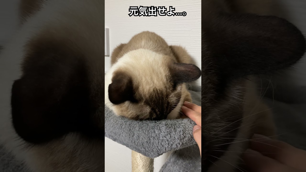 【シャム猫】そんな落ち込むなよ。明日はきっといいことあるさ…
