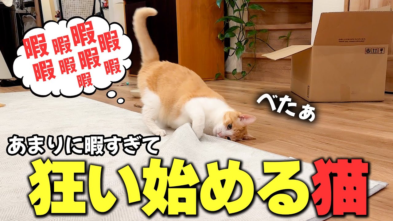 誰にも相手してもらえず暇すぎて1人で狂い始めてしまうロビン