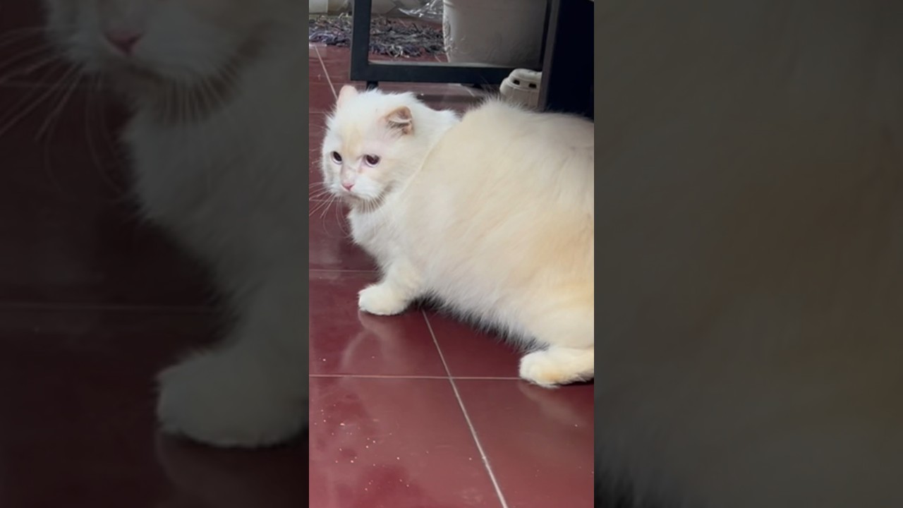 Funny animal😹 #kucinglucu #videokucingterlucu #shorts #short #shortvideo #funnyanimals #catshorts