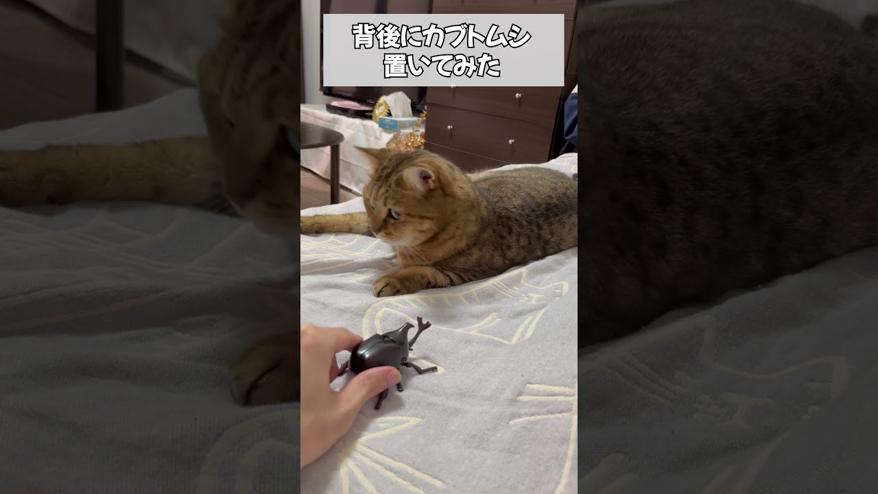 猫にバレないよう近くにカブト虫を置いてみた…　#shorts