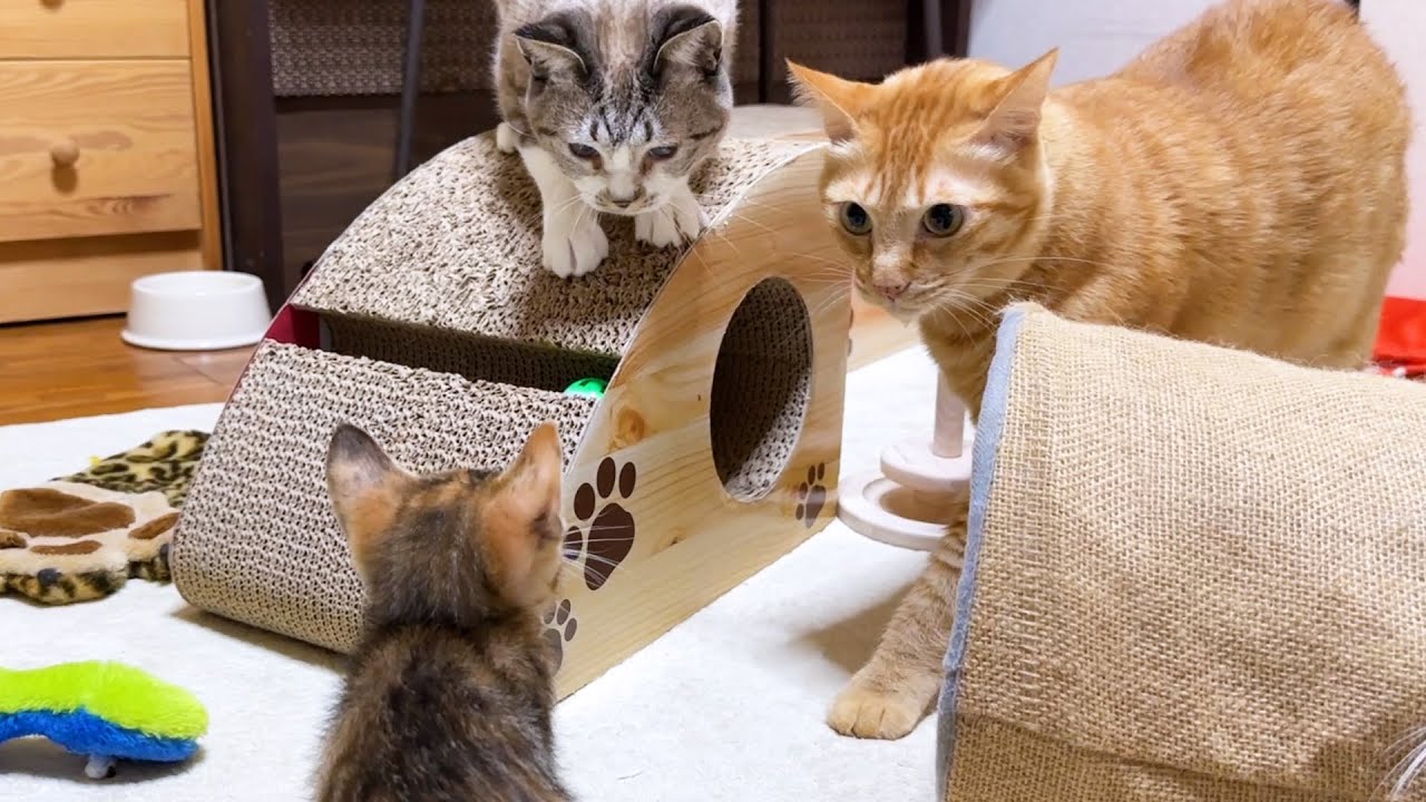 遠慮なく子猫に襲いかかる数秒前はこちらです…笑