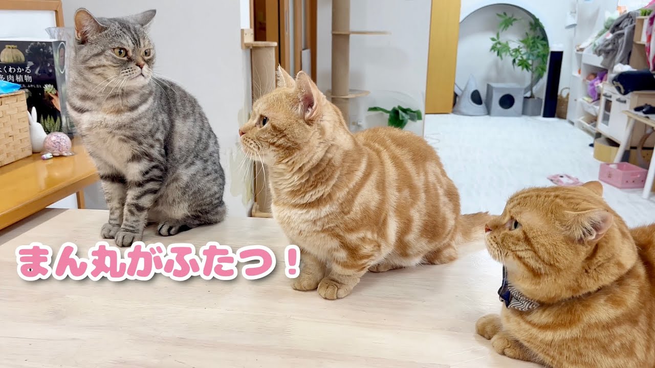 まん丸の頭を見てテンションが上がったポッポママがクロくんに... そしてとっても可愛らしい吉兆が💓 #猫 #マンチカン