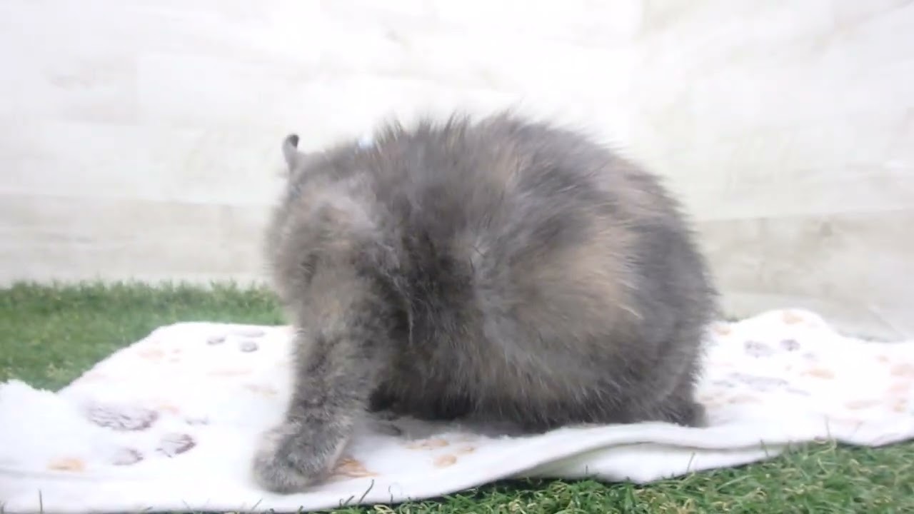 Coo&RIKU　No00650676 アメリカンカール