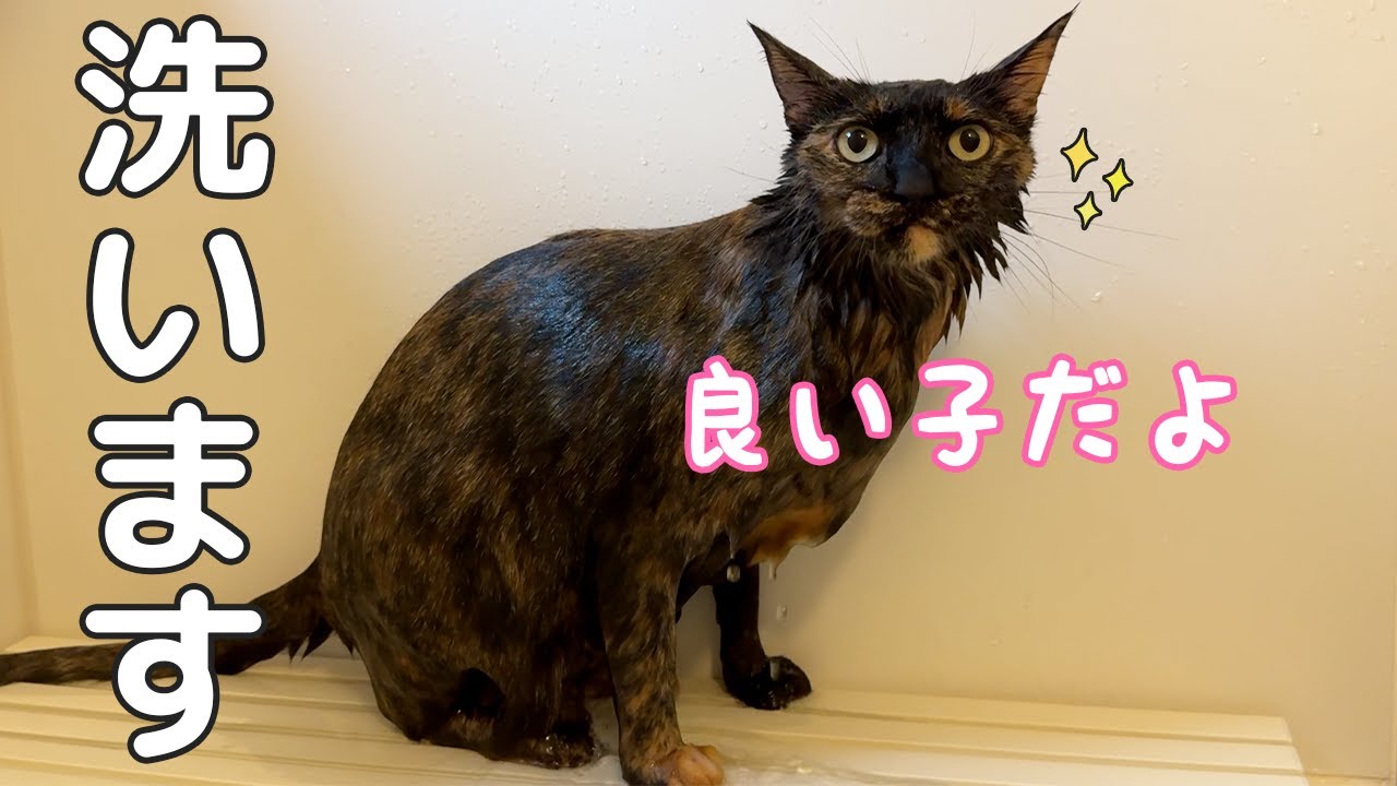 お手本のように良い子なサビ猫のシャンプーはこちらです！