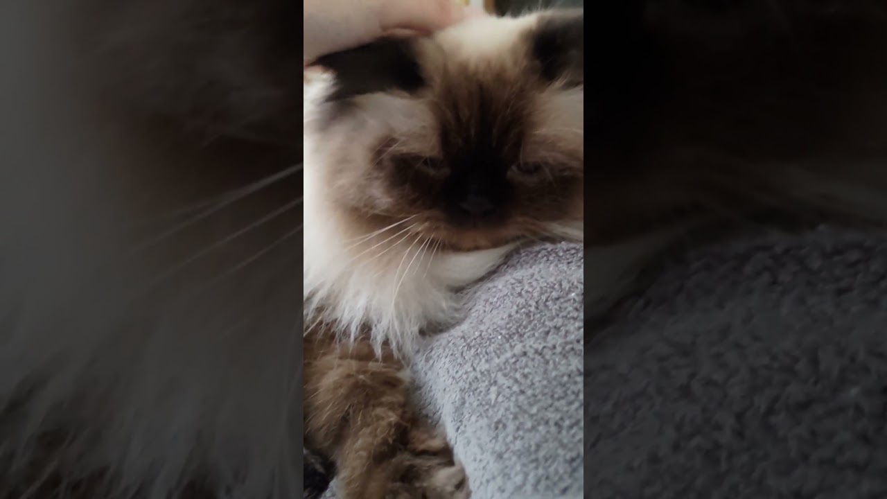 【ヒマラヤン】朝の甘えん坊【ゴロゴロ】