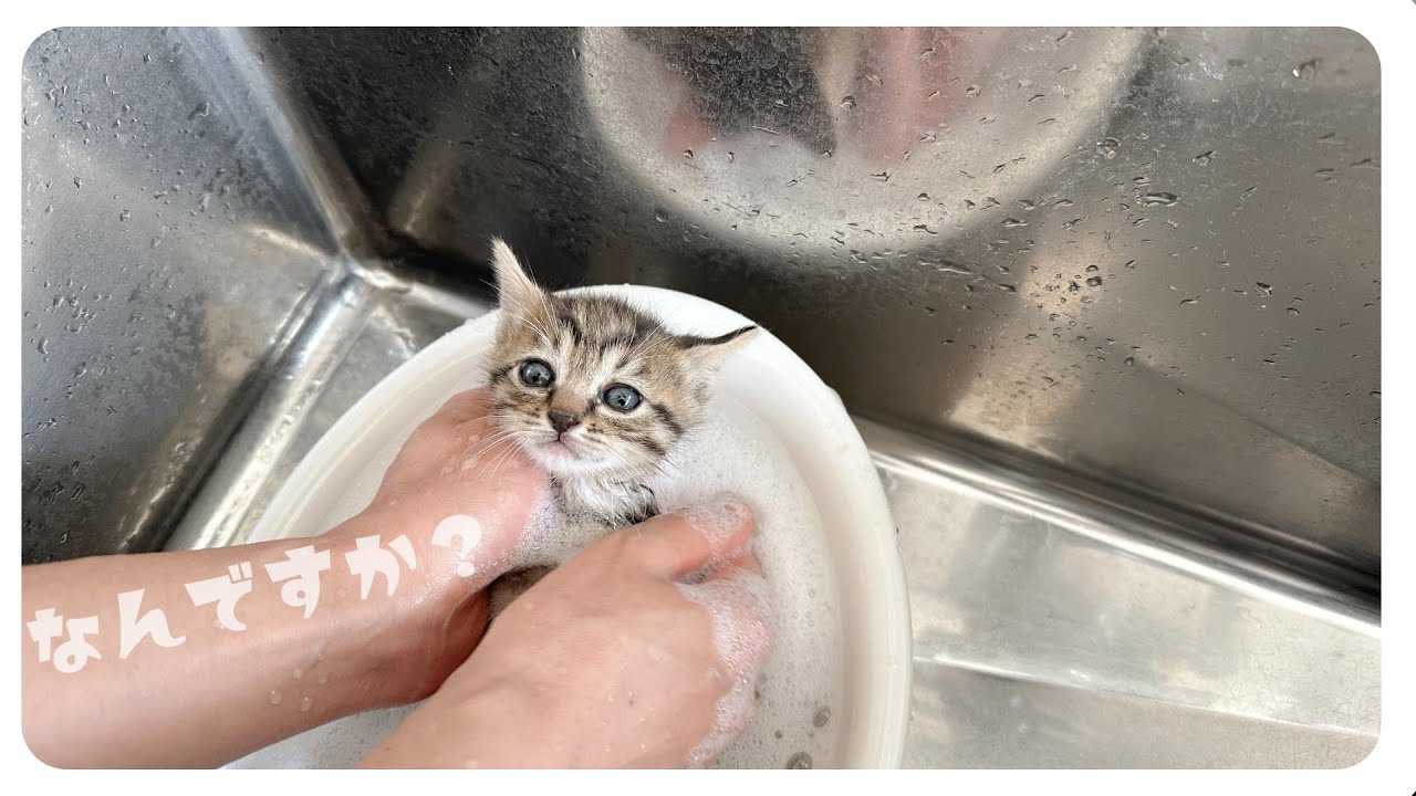 【子猫のシャンプー】お風呂できれいになりました。うっとり～されるがままな子猫たち