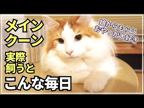 おやつの食べ方が可愛すぎる大型猫メインクーン