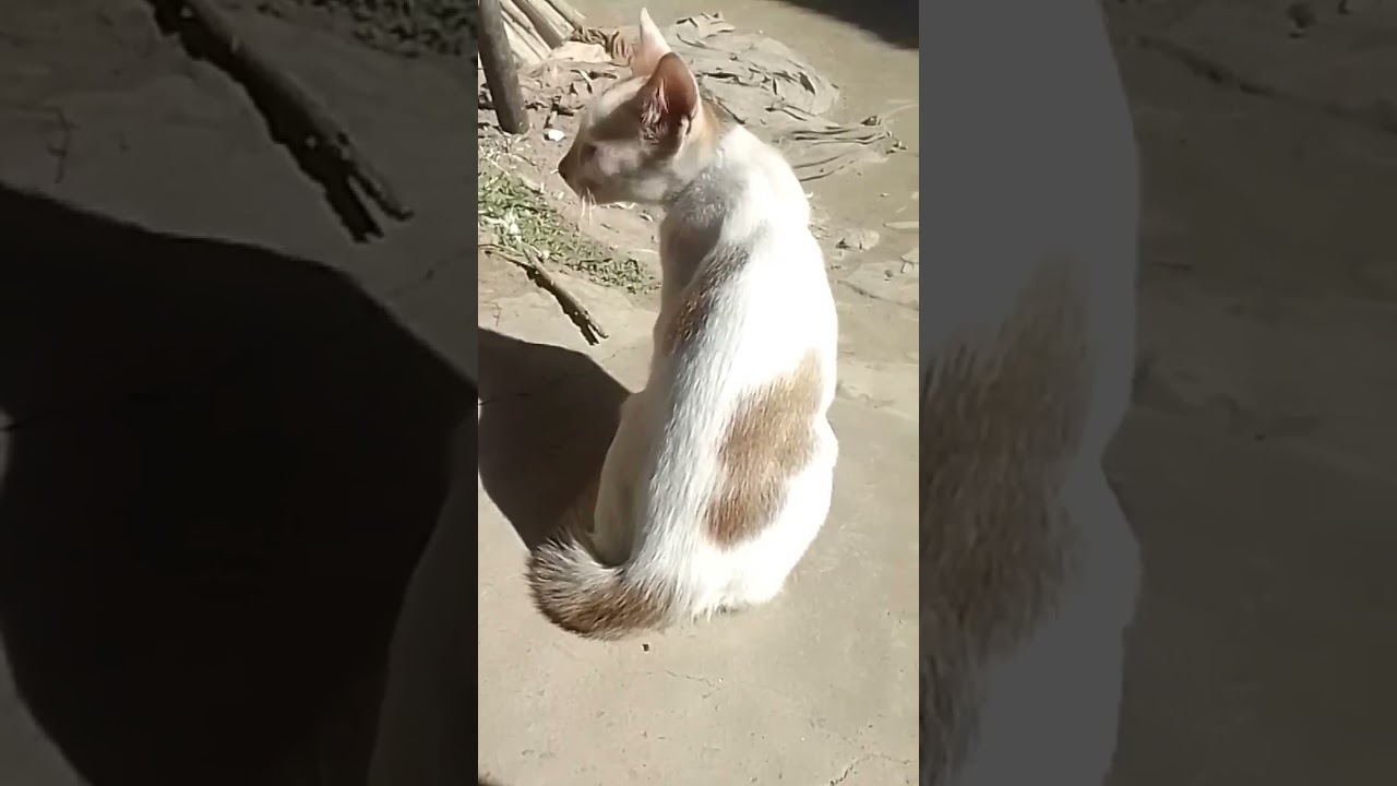 cat Crying 😹😿😾😸#shorts #shortvideo