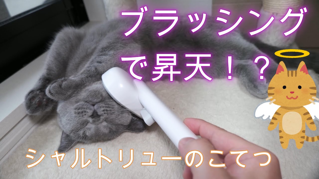 ブラッシングで昇天！？シャルトリューのこてつ
