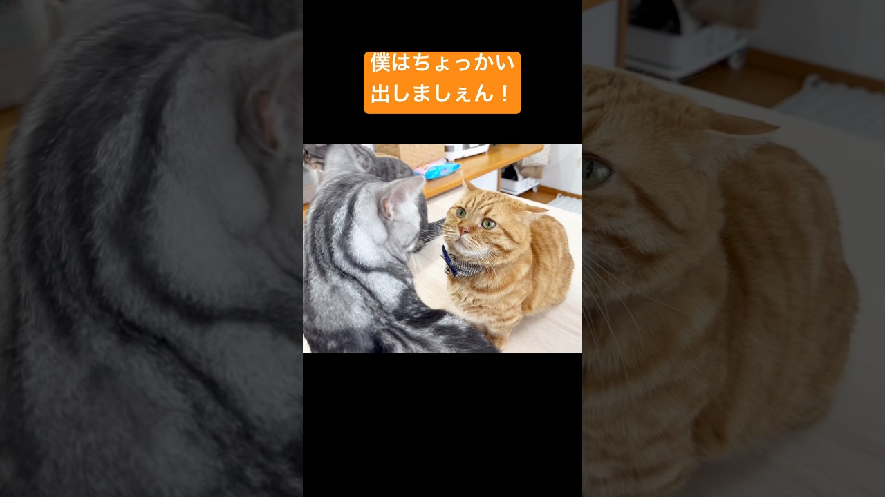 クロくんにはちょっかい出さない茶々パパ #猫 #マンチカン #shorts