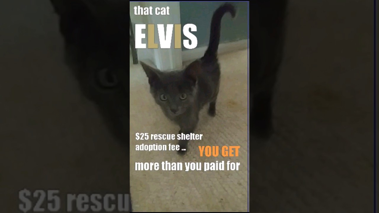 That Kitten  Elvis $25 adoption fee $8M of cool cat rockstar #cat #kitten #catlover #music