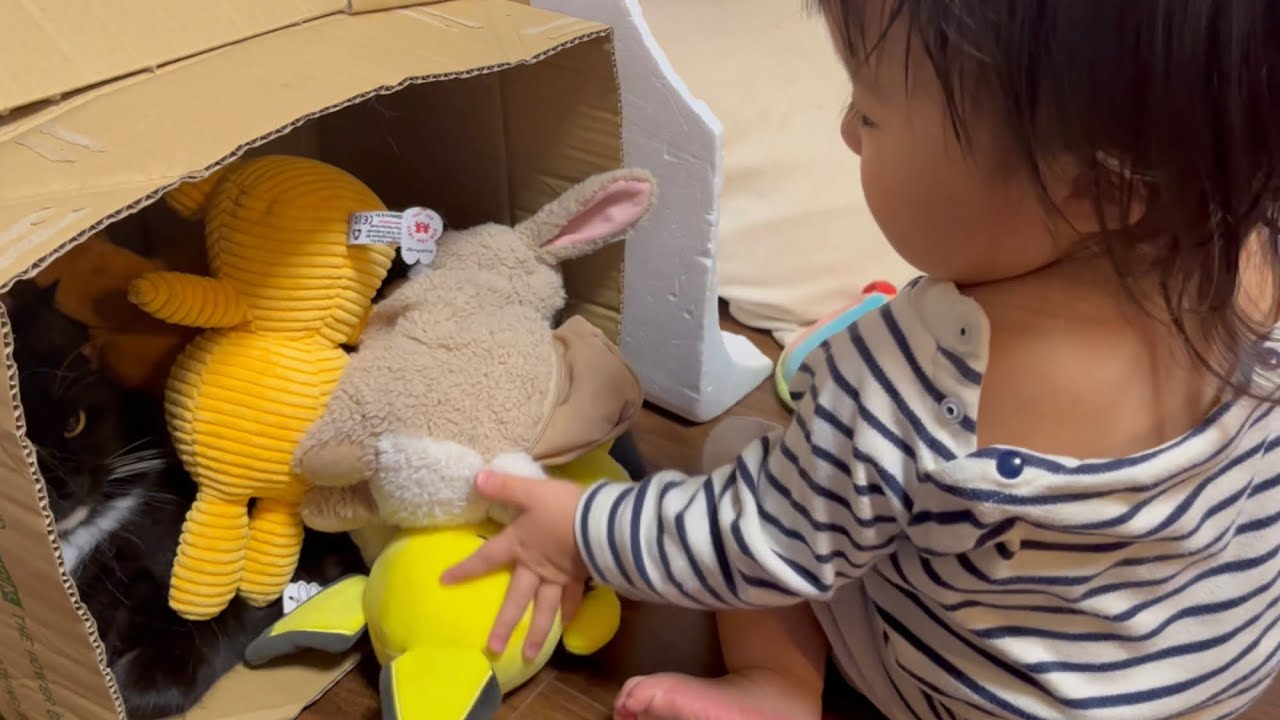 一歳児からぬいぐるみで埋められる猫　ラガマフィン　A cat surrounded by stuffed animals