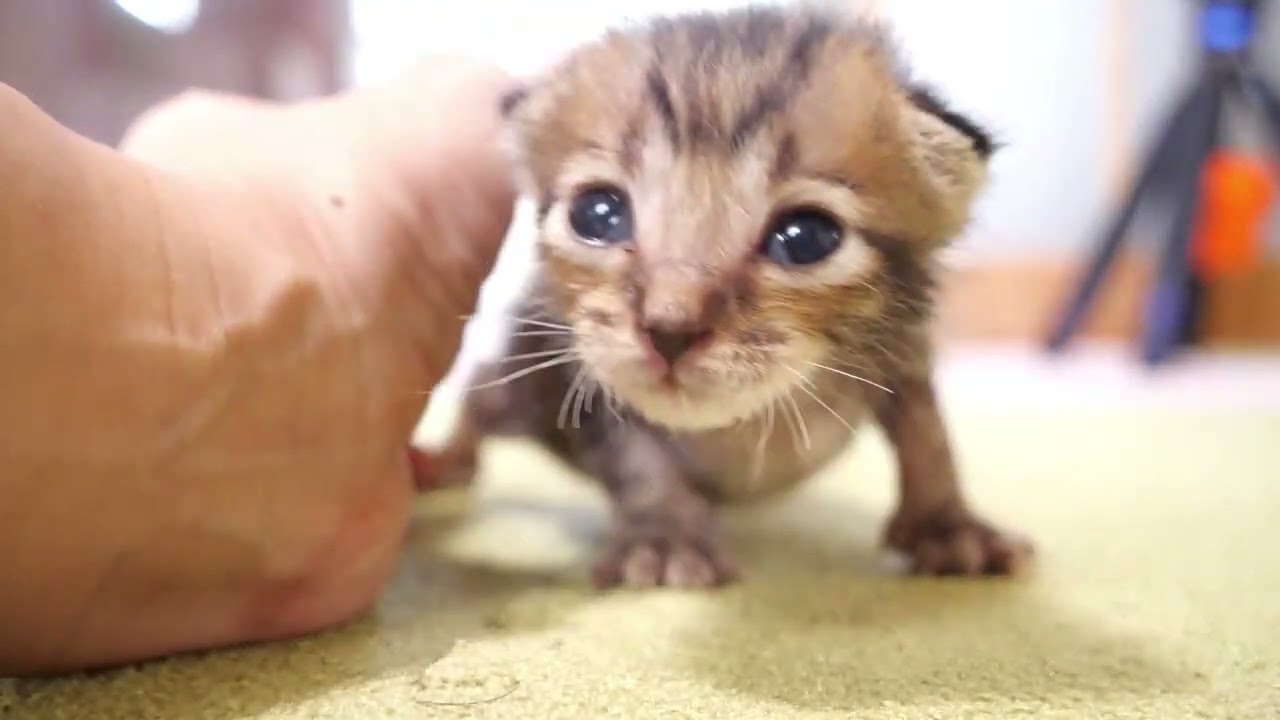 元気になった子猫がヨチヨチあるきでママに抱っこをおねだりする。【赤ちゃん猫　保護猫】