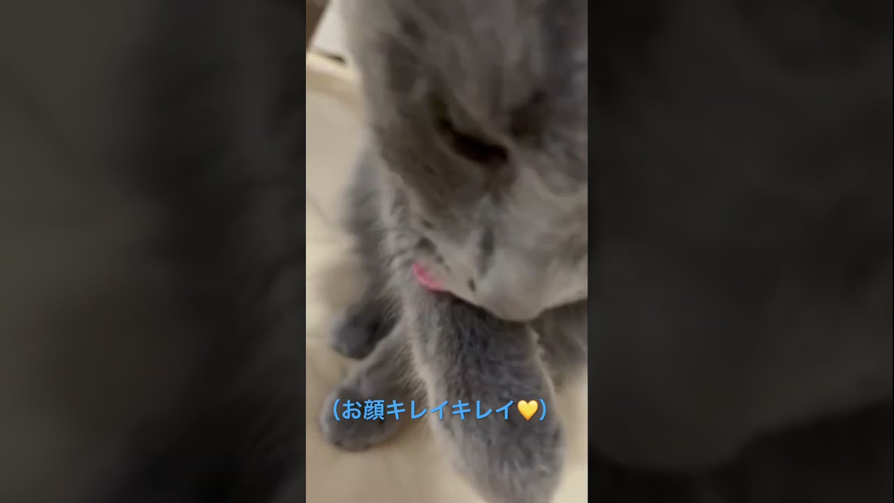 女子の身だしなみ🧡お顔キレイキレイ✨（ロシアンブルー）#shorts